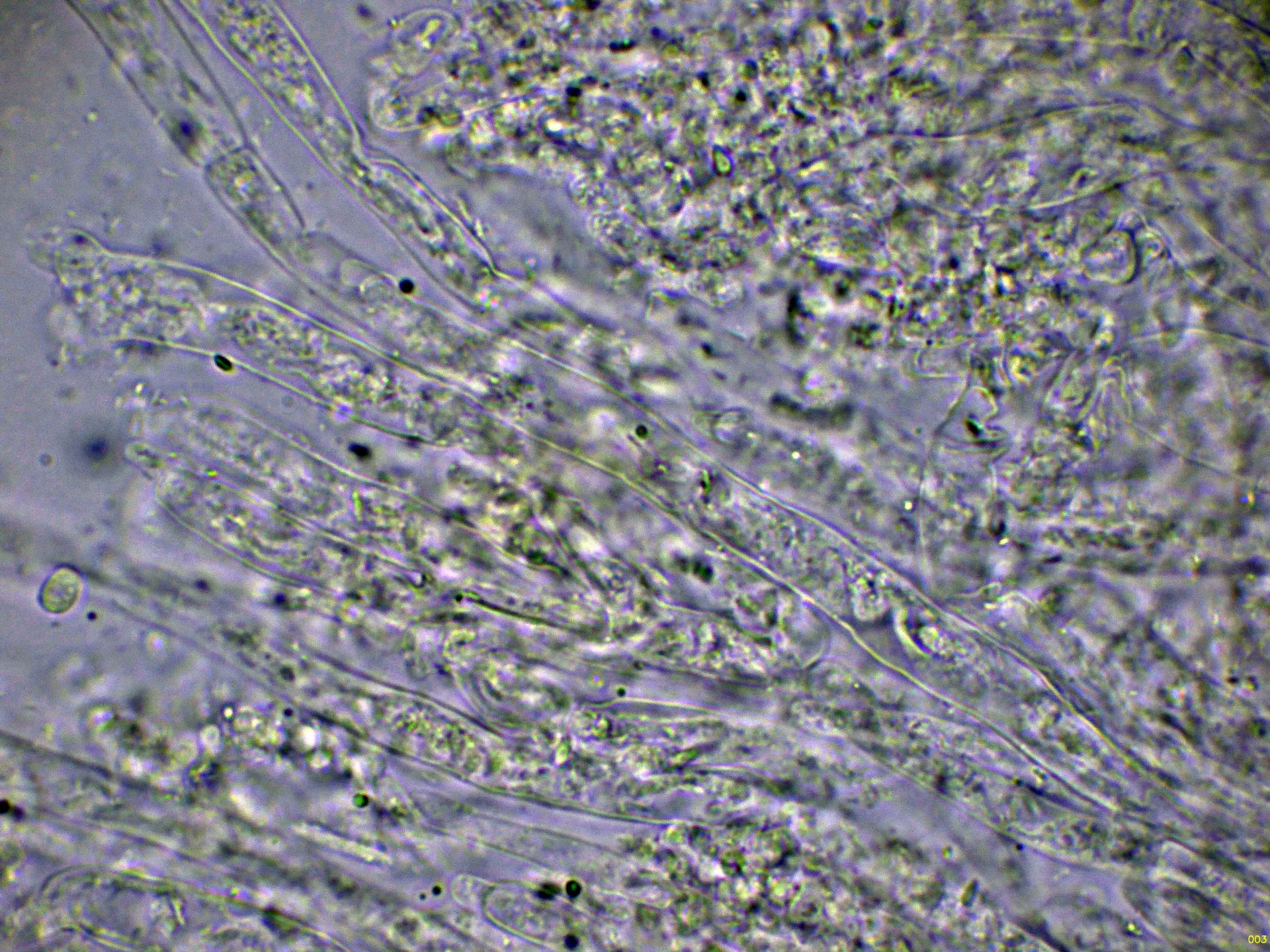 Microscopía de Mucronella calva - 10 - Hifas trama KOH-003